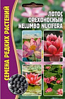 Семена лотоса орехоносный «Nelumbo nucifera»