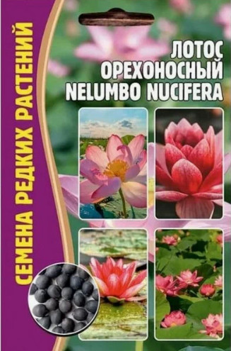 Семена лотоса орехоносный «Nelumbo nucifera»