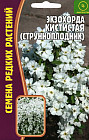 Экзохорда кистистая (струнноплодник)