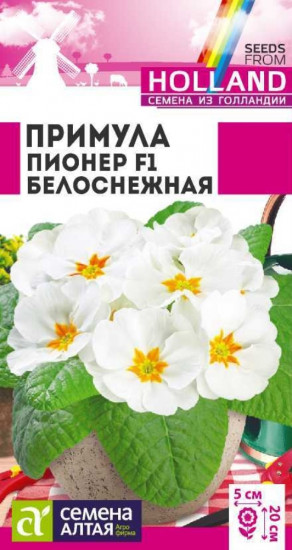 Примула «Пионер F1 белоснежная»