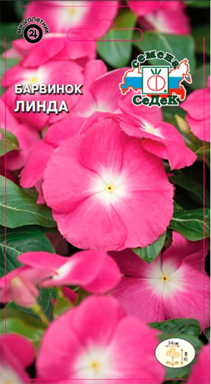 Барвинок «Линда»