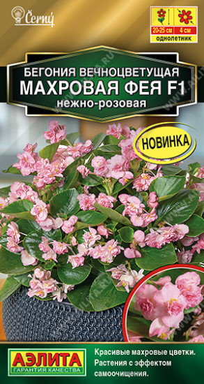 Бегония вечноцветущая «Махровая фея F1 нежно-розовая»