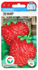 Земляника «Зефир»