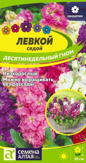 Левкой седой «Десятилетний гном»