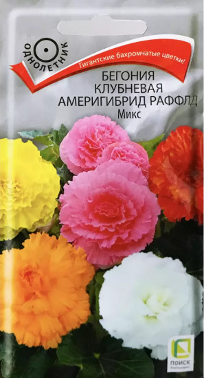 Бегония «Америгибрид Раффлд Микс»