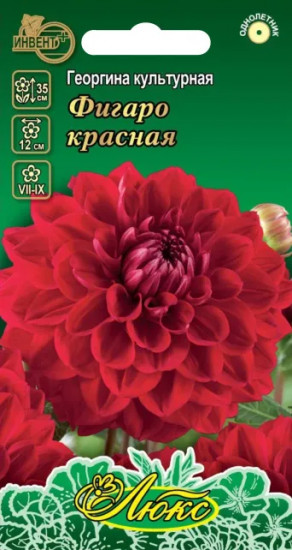 Георгина красная «Фигаро»
