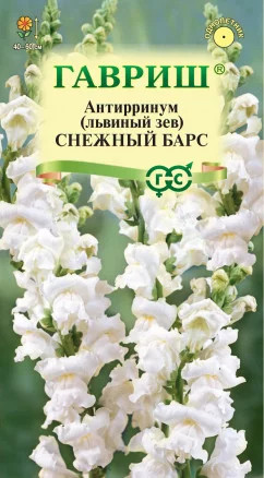 Антирринум «Снежный барс»