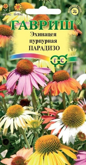 Эхинацея пурпурная «Парадизо»