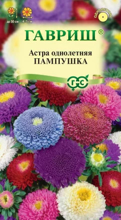Астра «Пампушка»