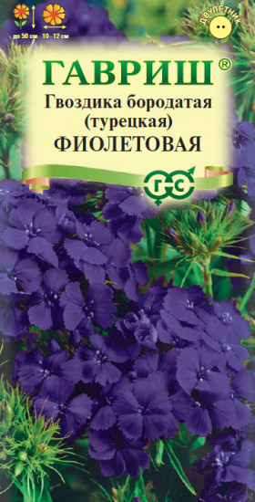 Гвоздика бородатая «Фиолетовая»