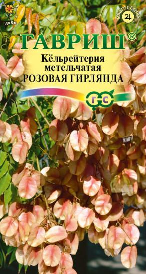 Кёльрейтерия метельчатая «Розовая гирлянда»
