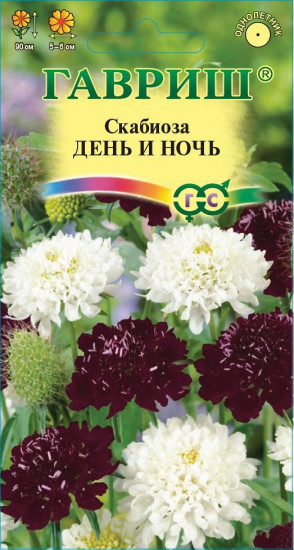 Скабиоза «День и ночь»