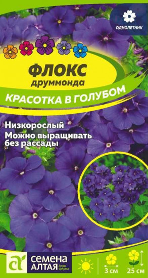 Флокс «Красотка в голубом»