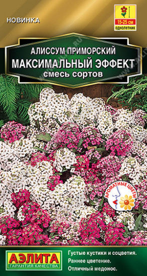 Алиссум «Максимальный эффект»