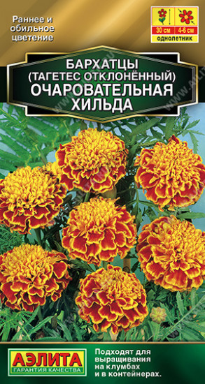 Бархатцы отклоненные «Очаровательная Хильда»