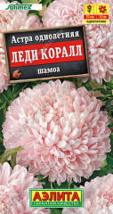 Астра «Леди Коралл шамоа»