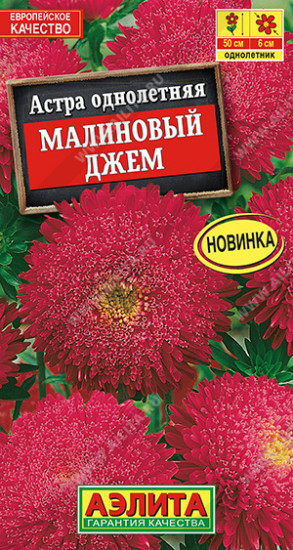 Астра «Малиновый джем»