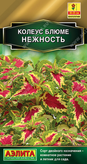 Колеус блюме «Нежность»