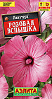 Лаватера «Розовая вспышка»