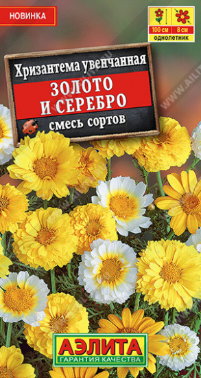 Хризантема «Золото и серебро»
