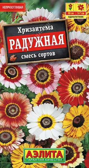 Хризантема «Радужная»