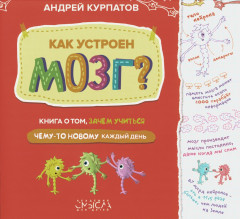 Как устроен мозг?
