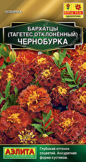 Бархатцы «Чернобурка»