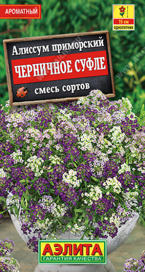 Алиссум «Черничное суфле»