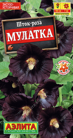 Шток-роза «Мулатка»