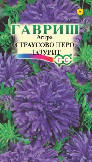 Астра «Страусово перо лазурит»