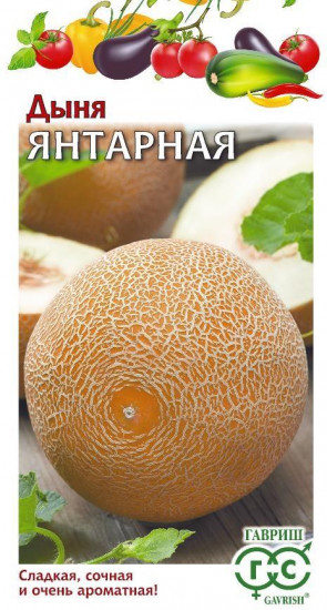 Дыня «Янтарная»