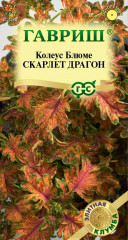 Колеус блюме «Скарлет драгон»