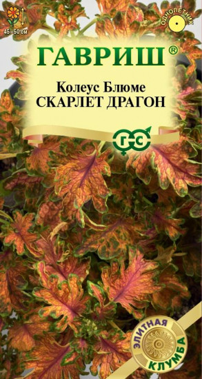 Колеус блюме «Скарлет драгон»