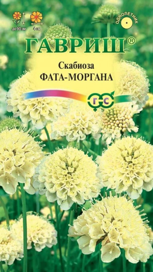 Скабиоза темнопурпурная «Фата-моргана»