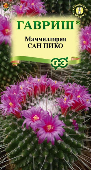 Кактус «Маммиллярия Толука Сан пико»