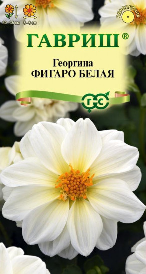 Георгина «Фигаро белая»