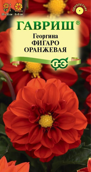 Георгина «Фигаро оранжевая»