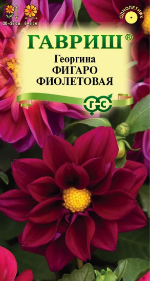 Георгина «Фигаро фиолетовая»