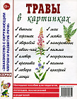 Травы в картинках. Наглядное пособие для педагогов, логопедов, воспитателей и родителей