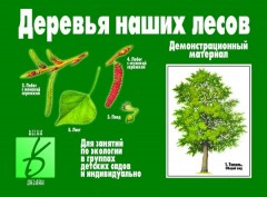 Деревья наших лесов