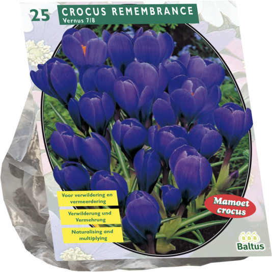 Луковичные цветы «Крокус Grootbloemig, Blauw»