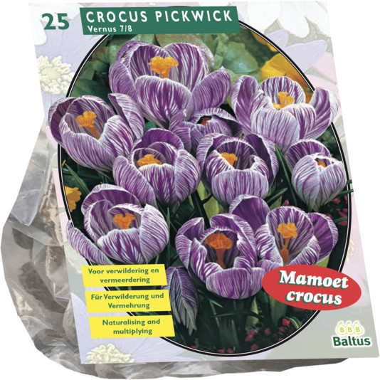 Луковичные цветы «Крокус Grootbloemig, Gestreept»