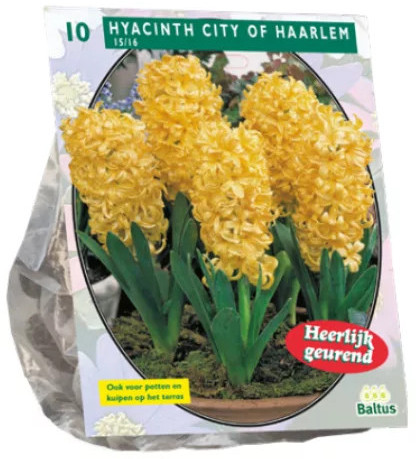 Луковичные цветы «Гиацинт City of Haarlem»