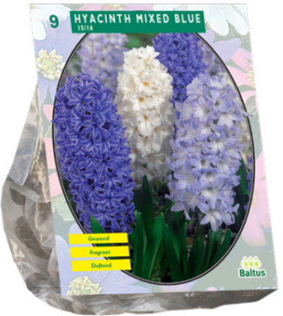 Луковичные цветы «Гиацинт Mixed Blue»