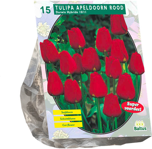 Луковичные цветы «Тюльпан Apeldoorn Rood, Darwin»