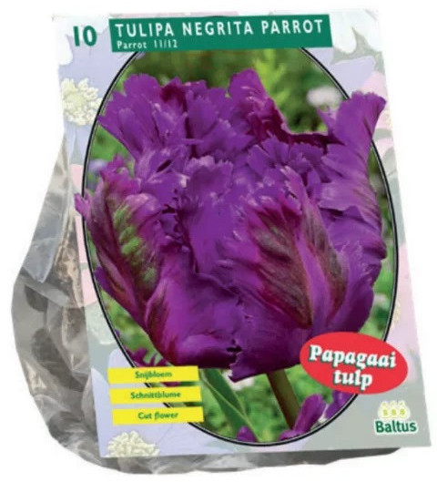 Луковичные цветы «Тюльпан Negrita Parrot»