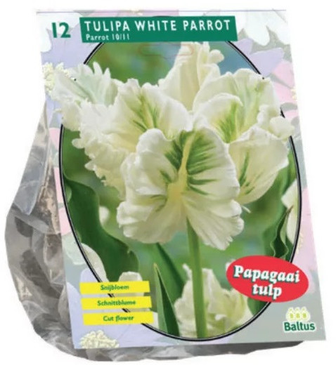 Луковичные цветы «Тюльпан White Parrot»