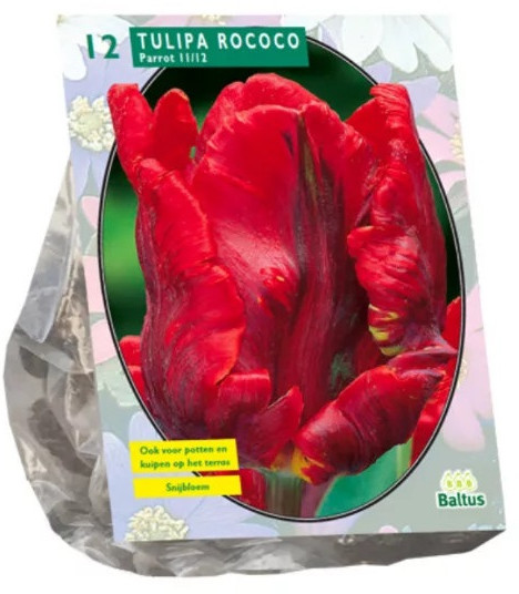 Луковичные цветы «Тюльпан Rococo Parrot»