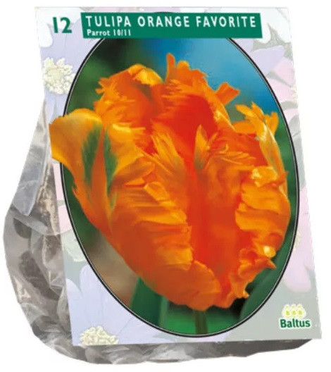 Луковичные цветы «Тюльпан Orange Favourite»