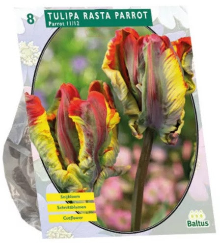Луковичные цветы «Тюльпан Rasta Parrot»
